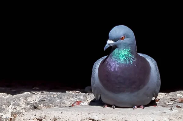 黒を背景に スイスのチヨン城のコンクリートの表面に休んでいる鳩のクローズアップ — ストック写真