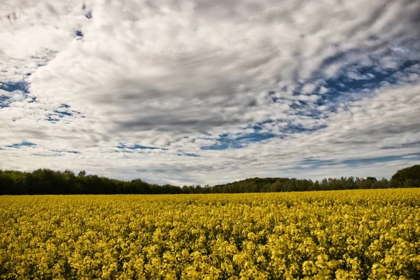 Vacker Bild Ett Grönt Fält Fullt Gula Blommor Den Molniga — Stockfoto
