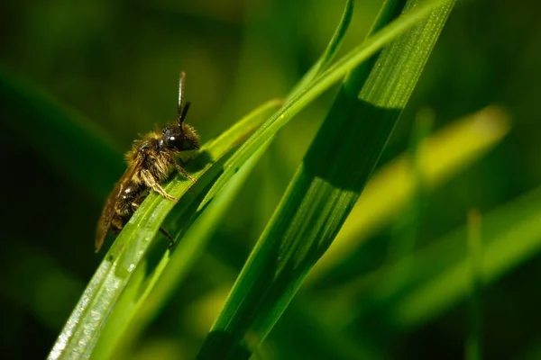 Foto Enfoque Selectivo Cierre Una Abeja Miel Situada Una Planta —  Fotos de Stock