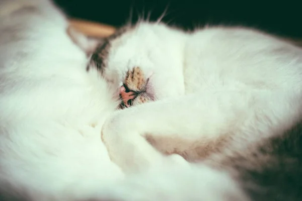 Primer Plano Gato Dormido — Foto de Stock