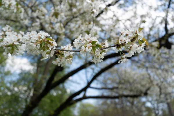 ミュンヘンのイングリッシュガーデン イングリッシュガーデン では春の花を見ることができます — ストック写真