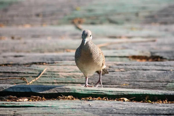 Pigeon Solitaire Aux Plumes Brunes Sur Fond Flou — Photo