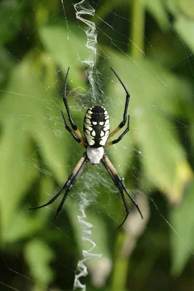 Columbia 2019年8月19日 そのウェブ上の庭のクモの写真 垂直組成 — ストック写真