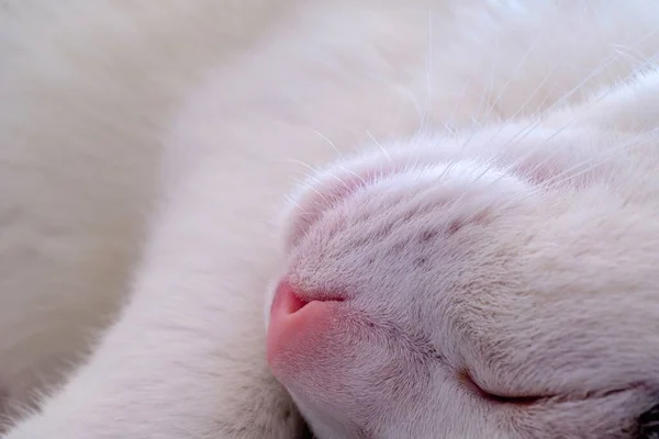 一只眼睛闭着的白猫的特写镜头 — 图库照片