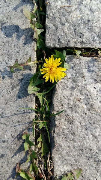 Eine Vertikale Nahaufnahme Von Löwenzahn Aus Stein — Stockfoto