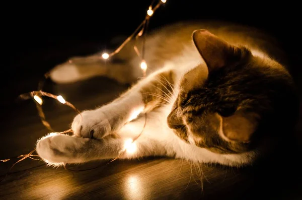 暗闇の中でオレンジ色のシリーズの光を果たしている猫のクローズアップショット — ストック写真