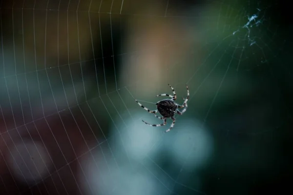 黑蜘蛛在网络上行走的特写镜头 — 图库照片