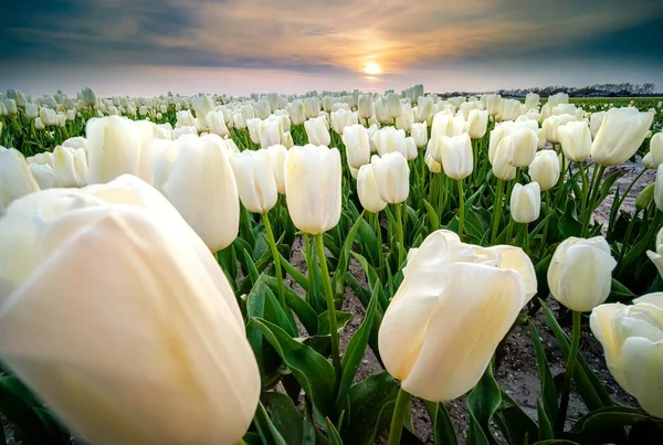 Beau Cliché Champ Fleurs Tulipes Blanches Coucher Soleil — Photo