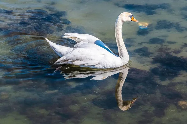 Μια Όμορφη Φωτογραφία Ενός Λευκού Κύκνου Κολυμπάει Στη Λίμνη Στο — Φωτογραφία Αρχείου