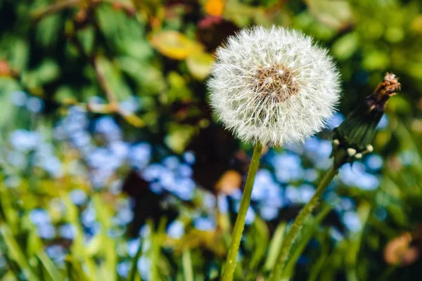 Een Closeup Shot Van Een Paardebloem Met Wazige Achtergrond — Stockfoto