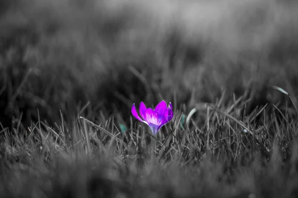 Šedivý Záběr Fialového Květu Poli — Stock fotografie