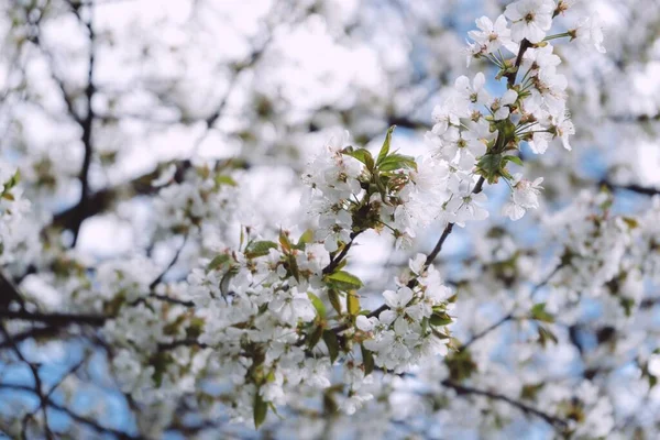 美丽的春天在慕尼黑的英式花园绽放 — 图库照片