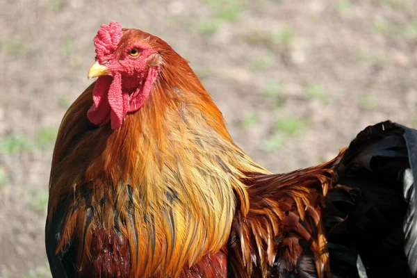 背景がぼやけている鶏の浅い焦点ショット — ストック写真