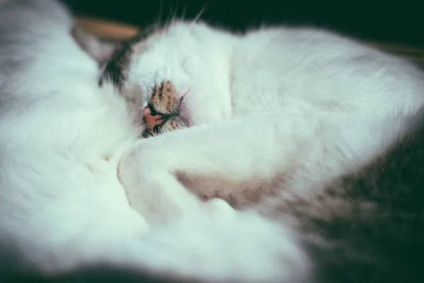 Een Close Shot Van Een Slapende Kat — Stockfoto