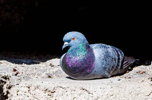 黒を背景に スイスのチヨン城のコンクリートの表面に休んでいる鳩の美しいショット — ストック写真