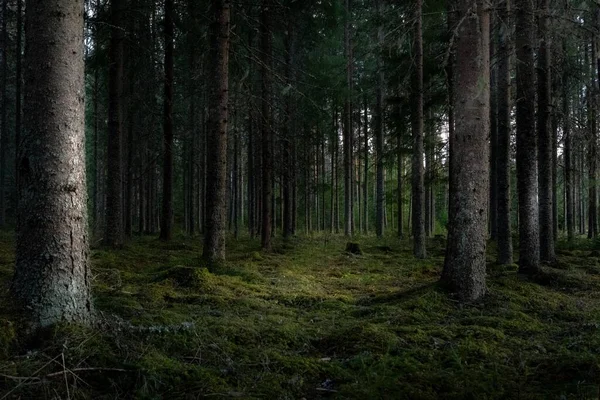 Egy Gyönyörű Kép Egy Erdő Magas Zöld Fák Nagy Háttérben — Stock Fotó