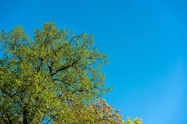Piękne Ujęcie Dziewiczego Drzewa Włosów Świetle Dnia — Zdjęcie stockowe