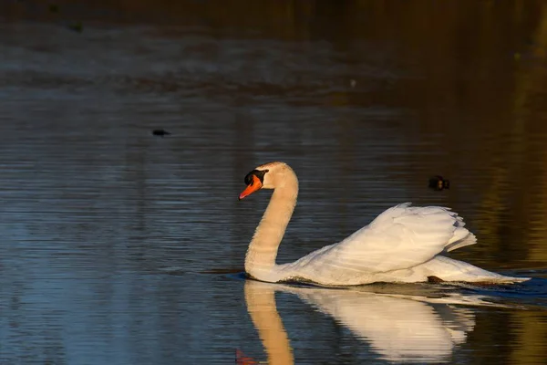 Tiro Bonito Cisne Branco Nadando Lago — Fotografia de Stock