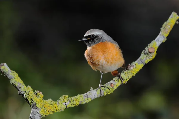 Mâle Début Roux Commun Phoenicurus Phoenicurus Arrêt Pendant Migration Printanière — Photo