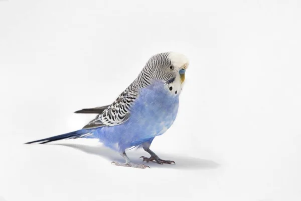 Papagaio Budgerigar Azul Penas Bonito Com Fundo Branco — Fotografia de Stock