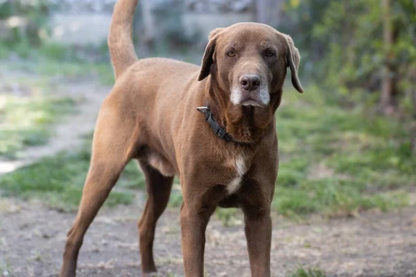 Labrador Bonito Marrom Retriever Jardim — Fotografia de Stock