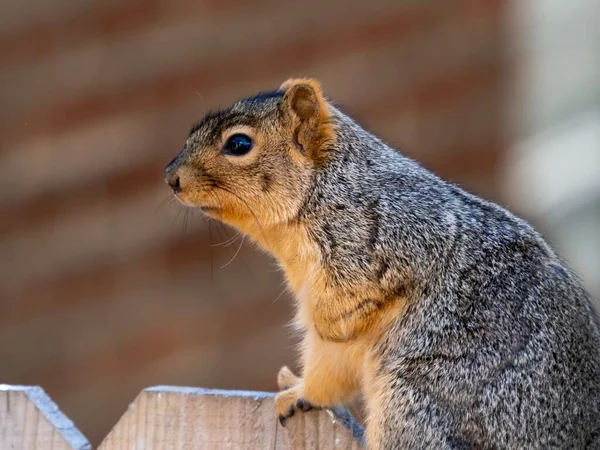 Closeup Selective Focus Shot Beautiful Squirrel Climbing Wooden Fence — Stock Photo, Image