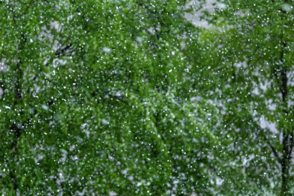 Весною Під Час Снігопаду Новому Загребі Хорватія Прекрасний Виріб Дерев — стокове фото