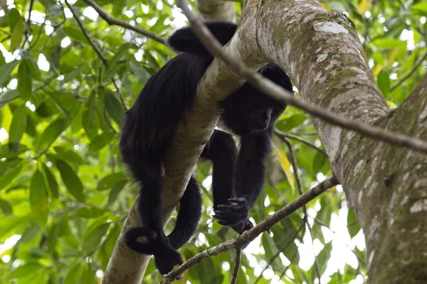 Nízký Úhel Záběru Vykřičené Opice Ležící Větvi Stromu Rozmazanými Listy — Stock fotografie