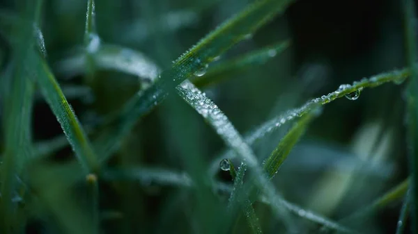 잔디에 이슬이 맺히는 — 스톡 사진