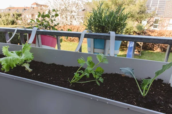 鍋に生えている小さな緑のイチゴの植物 — ストック写真