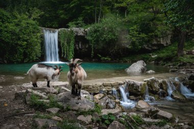 The magical valley in Istria called Gologoriki Dol.  clipart
