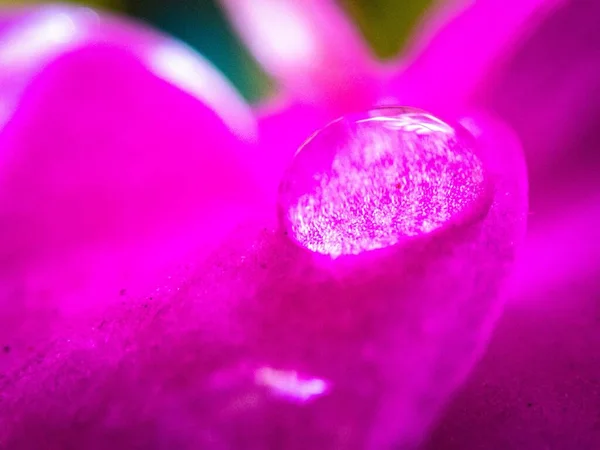 Egzotik Bir Çiçeğin Üzerindeki Damlasının Makro Görüntüsü — Stok fotoğraf