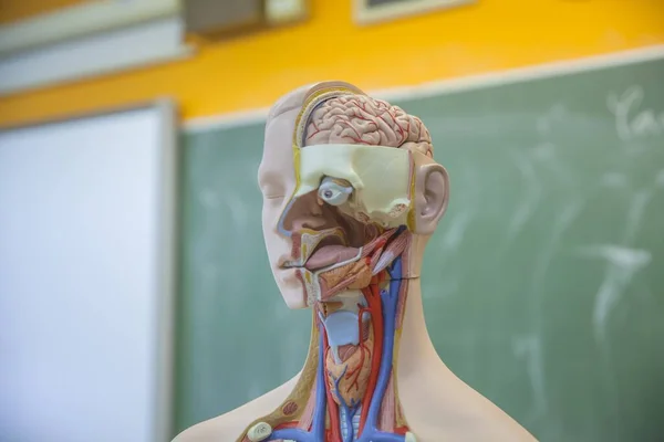 Estudantes Estão Aprendendo Sobre Corpo Humano Aula Biologia — Fotografia de Stock
