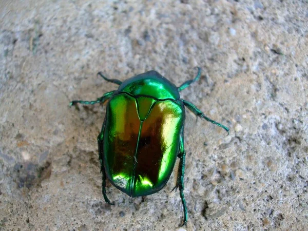 Gros Plan Scarabée Vert Sur Sol — Photo