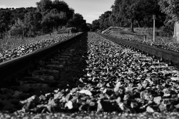 Ett Långskott Järnvägsspår Och Ballast Fodrad Med Träd Gråskala — Stockfoto