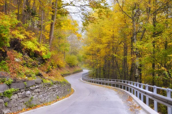 Camino Sinuoso Través Los Bosques — Foto de Stock