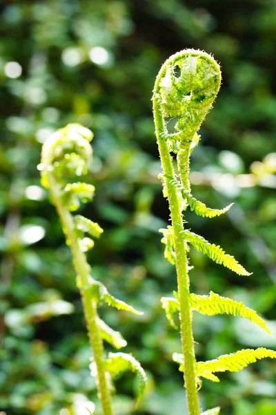 Vertical Selective Focus Shot Rolled Fern Sunlight Blurred Background — Stock Photo, Image