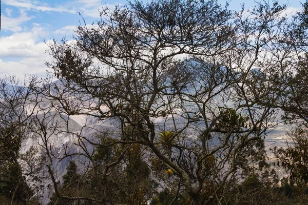 Een Prachtige Omgeving Van Bomen Bijna Zonder Bladeren Perfect Voor — Stockfoto