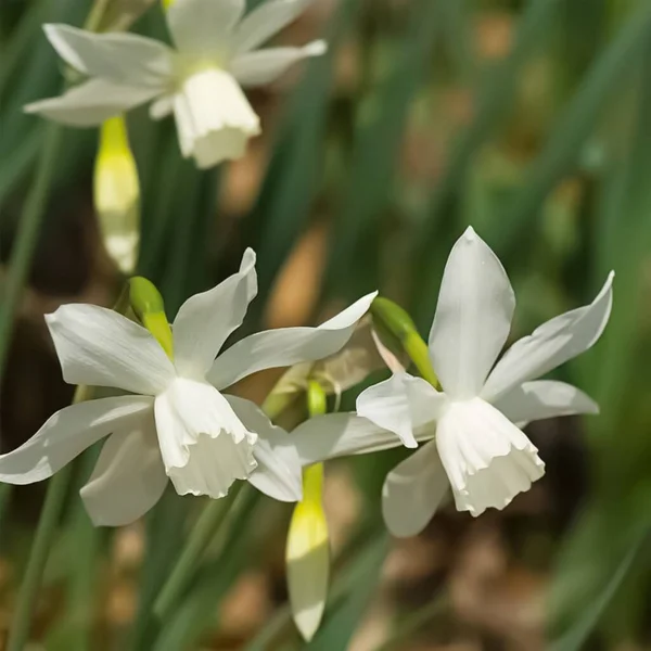 Hermoso Primer Plano Narciso Thalias Blanco — Foto de Stock