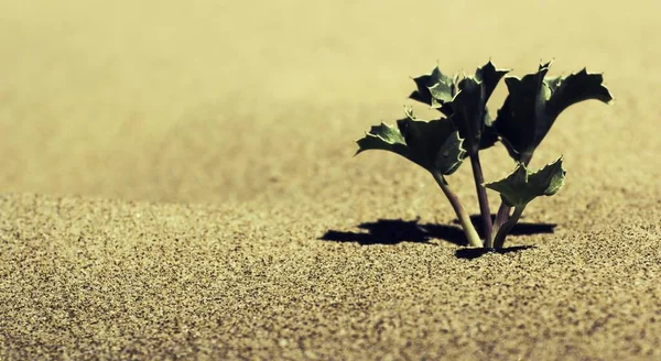 Gros Plan Une Petite Plante Entourée Sable — Photo