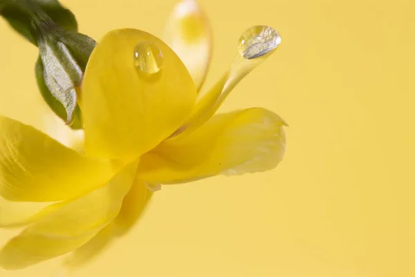 Ένα Κοντινό Πλάνο Ενός Κίτρινου Κρόκου Λουλουδιού Δροσιά Ένα Πέταλο — Φωτογραφία Αρχείου