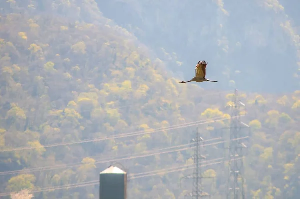 A shot of  crane flying over a meadow,  Rhne Valley,   Les Dents du Midi mountain, Chessel, Aigle, Chablais, Switzerland