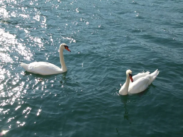 Bellissimo Scatto Cigno Tundra Bianco Galleggiante Acqua Splendente — Foto Stock