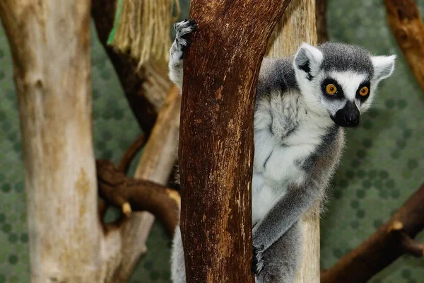 Selektiv Fokus Skott Ring Tailed Lemur Klibbar Gren Ett Träd — Stockfoto
