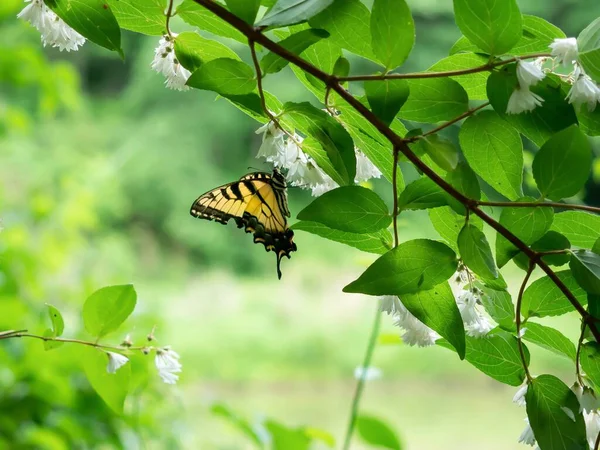 Closeup Selective Focus Shot Yellow Black Butterfly Tree White Flowers — Stock Photo, Image