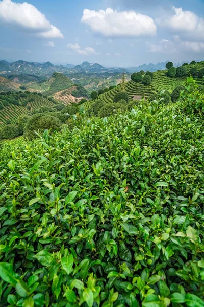 Güneşli Bir Günde Bir Çay Çiftliğinin Güzel Dikey Görüntüsü — Stok fotoğraf