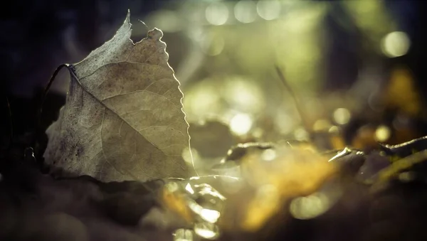 떨어진 낙엽을 선별적으로 초점을 맞추어 라이트 효과를 — 스톡 사진