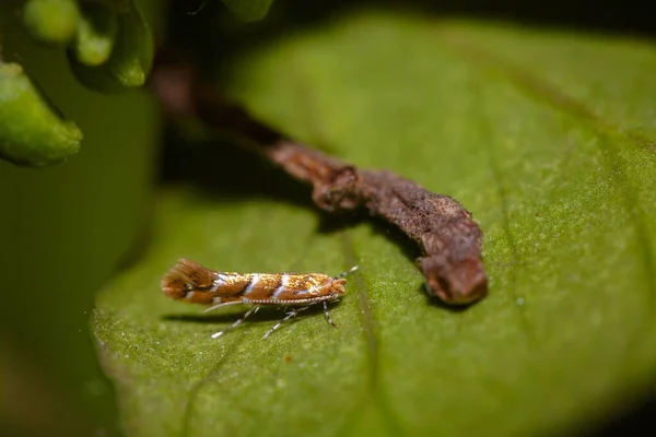 Eine Nahaufnahme Eines Insekts Auf Einem Grünen Blatt — Stockfoto