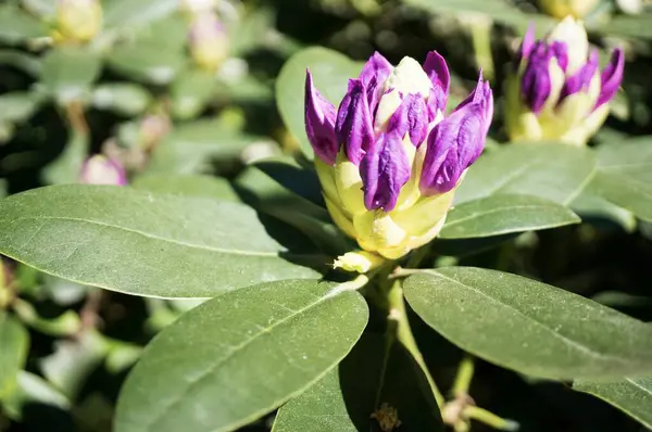 Enfoque Selectivo Una Hermosa Flor Violeta Rhododendron — Foto de Stock