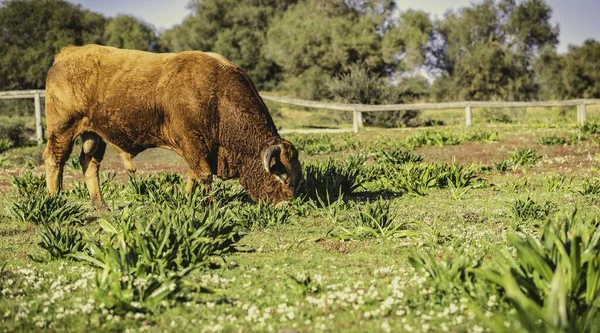 Una Increíble Toma Selectiva Enfoque Una Vaca Marrón Comiendo Una — Foto de Stock